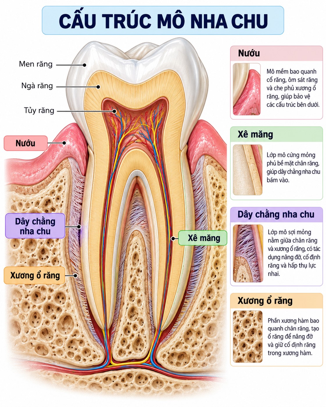 Cấu trúc mô nha chu giữ răng chắc trong xương hàm